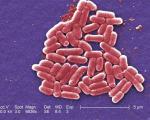 کابوس جهان تبدیل به واقعیت شد:کشف نخستین باکتری مقاوم در برابر همه آنتی‌بیوتیک‌های دنیا