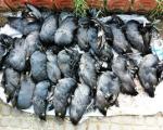 بازار فروش پرندگان وحشی مرده در خوزستان