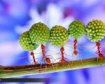 تصاویر خارق‌العاده از سیرك مورچه‌های قرمز!