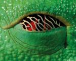 تصاویر حیرت‌انگیز قورباغه‌ای با چشمان اژدها