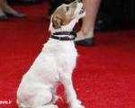 ستاره سگ هالیوود بازنشسته شد! +تصاویر