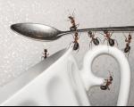 راه‌های طبیعی برای دفع مورچه ها از آشپزخانه