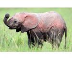اولین فیل صورتی در جهان+تصاویر