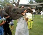 شوخی هولناک فیل با تازه عروس+تصاویر