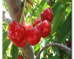 میوه ای مفید برای سلامت قلب و عروق