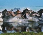 گزارش تصویری از اسب های وحشی مغول