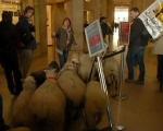 گوسفند چرانی اعتراضی در موزه لوور +عکس