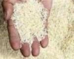 دلایل حذف ارز مرجع برنج/ انحصار واردات در دست دو شرکت