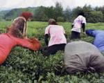 بدهی ۱۲ میلیارد تومانی به چایكاران؛سازمان چای پولی برای پرداخت خرید تضمینی برگ سبز ندارد!