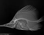 تصاویر دیدنی پرتو ایكس از درون ماهی ها