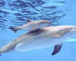 ثبت لحظات زیبای تولد نوزاد دلفین + تصاویر