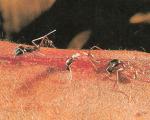 مورچه‎های حیرت انگیز که جراحی می‎کنند