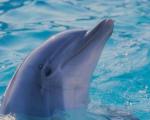 دلفین ها را بیشتر بشناسیم