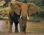 فیل‌ها دنیا را چگونه می‌بینند؟