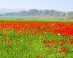 جلوه‌ای از نقش و نگار بهار در طبیعت زیبای تاجیکستان+تصاویر