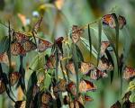 کلکسیون پروانه با یک گونه متفاوت+تصاویر
