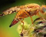 اگر حشرات از روی زمین بروند چه اتفاقی می افتد؟