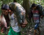 شکار شگفت انگیز "آراپایما" در آبهای آمازون