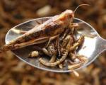 حشرات غذای اصلی آینده می‌شوند