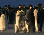 پنگوئن چگونه جانداری است؟