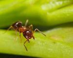 مورچه ها هم سرویس بهداشتی دارند!