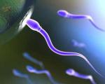چند راهکار ساده برای افزایش احتمال باروری اسپرم و سالم شدن آن