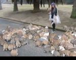جزیره‌ خرگوش‌ها جاذبه جدید گردشگری ژاپن!(عکس)