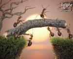 عکاسی بسیار جالب از دنیای مورچه ها!