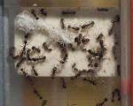 طراحی ربات‌های هوشمند با تقلید از مورچه‌های اعزامی به فضا