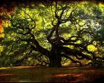 ۱۰ تا از جالب ترین و عجیب ترین درختان جهان !