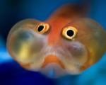 ماهی چشم حبابی (+تصاویر)