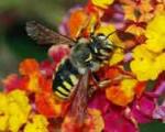 شبیه‌سازی مغز زنبور عسل برای روبات‌های پروازی