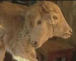 تولد گوسفندی با ۲ سر و ۶ دست و پا + عکس