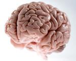 علت تاخورده و چروک بودن ساختار مغز چیست
