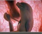 تصاویر حیرت‌انگیز محققان از جنین پستانداران در رحم مادر