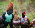 مرغ های پیرِ ژاکت پوش! +عکس