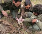 کشف لاشه یک پلنگ در پارک‌ ملی گلستان