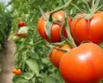 گوجه فرنگی،رو سرخ از گرانی/ثبت رکورد ۳۵۰۰ تومانی