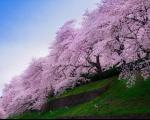 جشن شکوفه های گیلاس در ژاپن + عکس