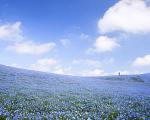 جهانگردی، مزارع گل‌های آبی در ژاپن