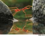 پل سازی مورچه‌ها بر روی آب+تصاویر