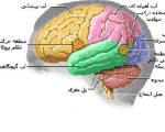 دانستنیهای کوتاه و جالب درباره مغز