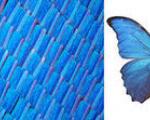 فناوری جدید ضد جعل با الهام از بال پروانه
