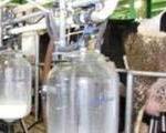 عضو انجمن صنایع لبنی:وجود وایتکس در شیر تولیدی دامداران به منظور کاهش میزان باکتری و بازنگری در قیمت محصولات لبنی
