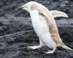 کشف پنگوئن بلوند در قطب جنوب!!
