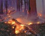 آتش سوزی وسیع جنگل ها و عذر بدتر از گناه مسوولان