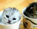 عجیب ترین گربه های جهان +عکس