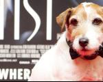 معروف ترین سگ بازیگر در گلدن گلوب + عکس
