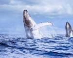 ثبت لحظه‌ای نادر از پرش هم زمان دو نهنگ + تصاویر