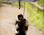 میمون چتر دزد +عکس